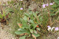 Limonium binervosum