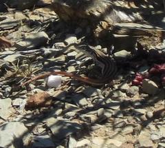 Pedioplanis burchelli