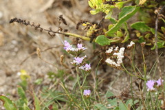 Limonium binervosum