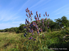 Coleus kirkii
