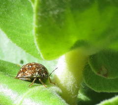 Sphaerocoris testudogrisea