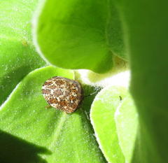 Sphaerocoris testudogrisea