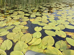 Nuphar lutea