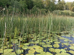 Schoenoplectus lacustris