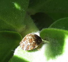 Sphaerocoris testudogrisea