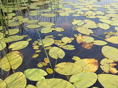 Nuphar lutea