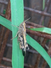 Aiolopus strepens