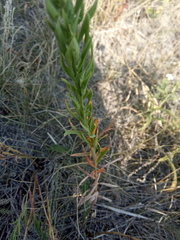 Galatella sedifolia