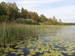 Nuphar lutea