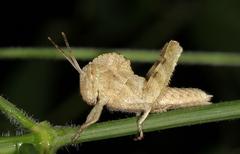 Abisares viridipennis
