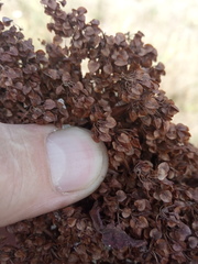 Rumex pseudonatronatus