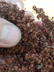 Rumex pseudonatronatus