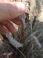 Rumex pseudonatronatus
