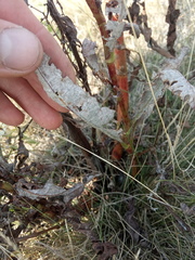 Rumex pseudonatronatus