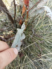 Rumex pseudonatronatus