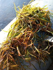 Potamogeton obtusifolius