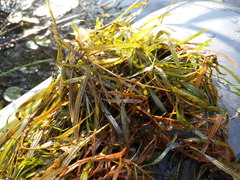 Potamogeton obtusifolius