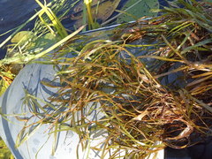 Potamogeton obtusifolius