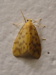 Hemipsilia coavestis