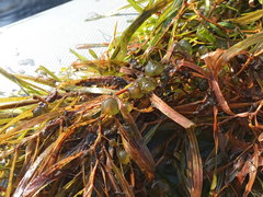 Potamogeton obtusifolius