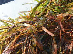 Potamogeton obtusifolius