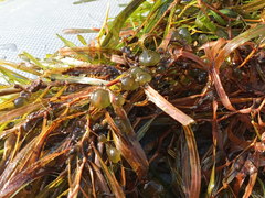 Potamogeton obtusifolius