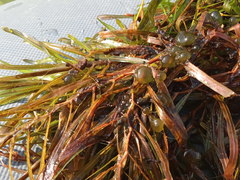 Potamogeton obtusifolius