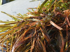 Potamogeton obtusifolius
