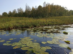 Nuphar lutea