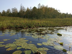 Nuphar lutea