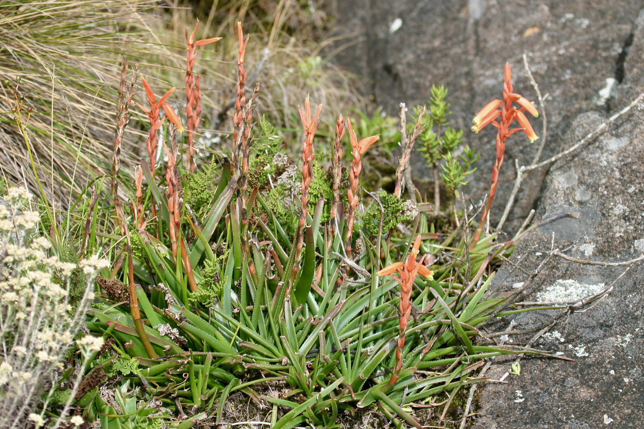 Aloe inyangensis  iNaturalist