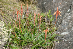 Aloe inyangensis image