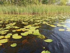 Nuphar lutea