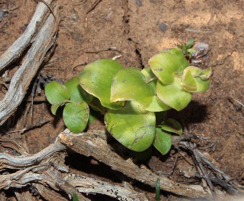Asparagus multituberosus (Asparagus multituberosus)