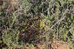 Asparagus multituberosus