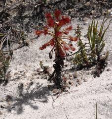 Drosera glabripes