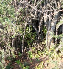 Asparagus multituberosus