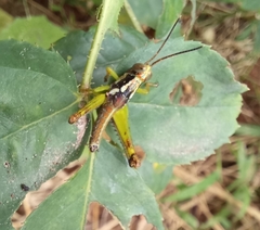 Pirithoicus ophthalmicus