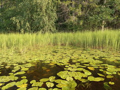 Nuphar lutea