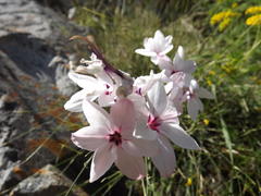 Ixia stohriae