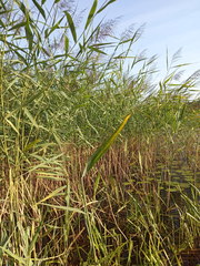 Phragmites australis
