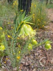 Pimelea suaveolens