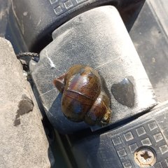Viviparus contectus