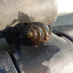 Viviparus contectus