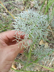 Artemisia sericea