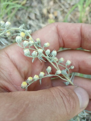 Artemisia sericea