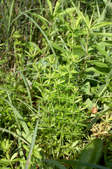 Galium pseudorivale