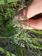 Artemisia abrotanum