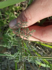 Artemisia abrotanum