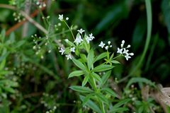 Galium pseudorivale